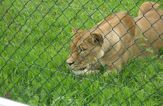Adolescenta din SUA, muscata de o leoaica in Romania