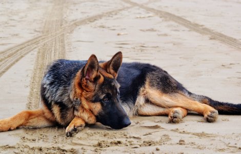 O poveste incredibilă! Un câine a supraviețuit după ce a fost îngropat în pădure