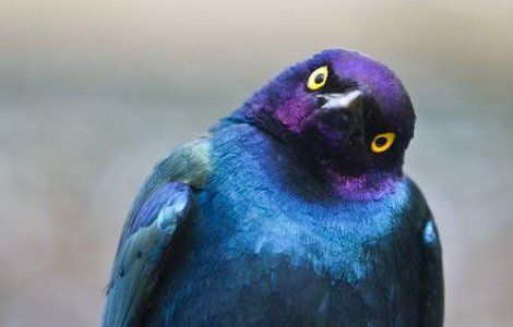 Un graur vorbitor, viitoare vedeta de film