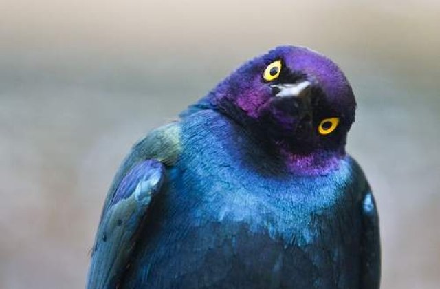 Un graur vorbitor, viitoare vedeta de film