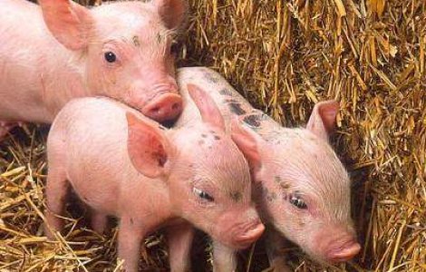 Prima harta genetica a unui porc domestic