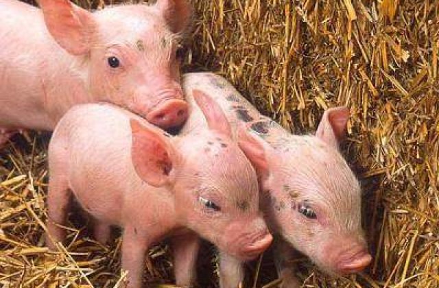 Prima harta genetica a unui porc domestic