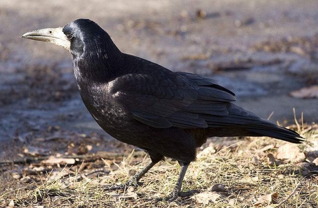 Senatorilor le arde de glume: Episodul "Cioara de semanatura"