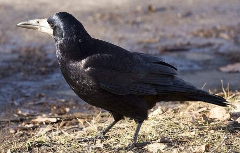 Senatorilor le arde de glume: Episodul "Cioara de semanatura"