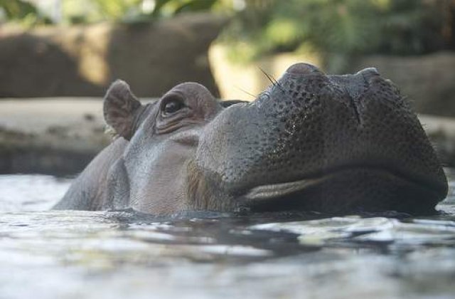 Hipopotamii israelieni, cei mai doriti din lume