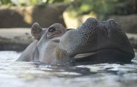 Hipopotamii israelieni, cei mai doriti din lume