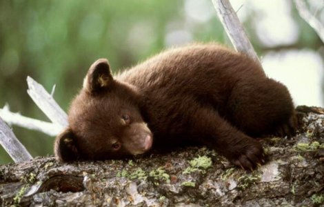 Un pui de urs de doua luni, gasit de padurari langa Brasov