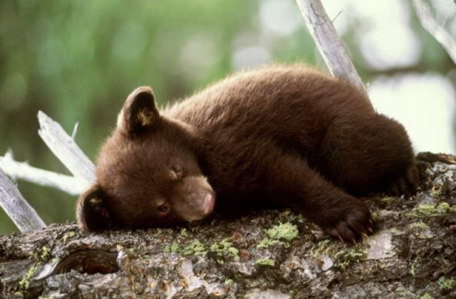 Un pui de urs de doua luni, gasit de padurari langa Brasov