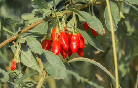  Top  Nu cresc așa cum ți-ai imaginat: 16 produse pe care le vezi zilnic în magazine, dar nu le-ai recunoaște în natură