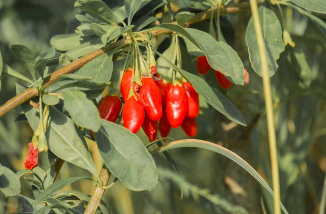 Nu cresc așa cum ți-ai imaginat: 16 produse pe care le vezi zilnic în magazine, dar nu le-ai recunoaște în natură