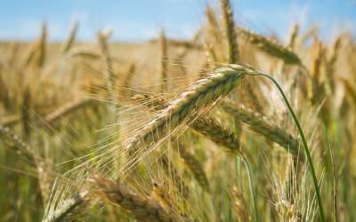 Mai multe țări fac provizii...