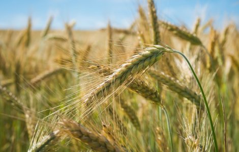 Mai multe țări fac provizii de alimente de frica scumpirilor și a pandemiei de COVID-19