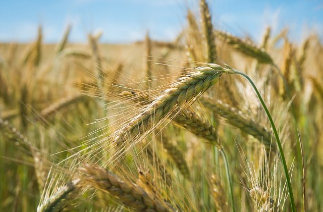 Mai multe țări fac provizii de alimente de frica scumpirilor și a pandemiei de COVID-19