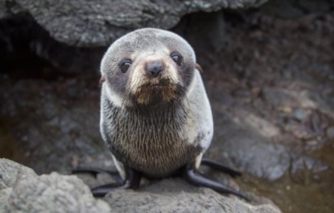 Mii de pui de focă au fost găsiți morți pe țărmul Namibiei! Ce părere au experții despre această catastrofă
