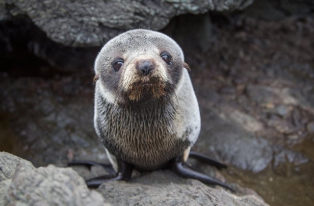 Mii de pui de focă au fost găsiți morți pe țărmul Namibiei! Ce părere au experții despre această catastrofă