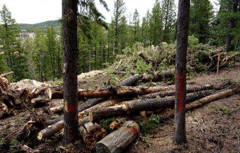 USR anunță ca va depune din nou proiectul privind DNA-ul pădurilor