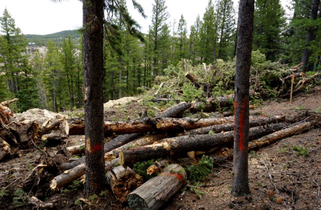 USR anunță ca va depune din nou proiectul privind DNA-ul pădurilor