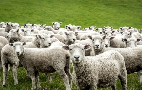 Scăderi în România privind exportul de animale vii! Ultimele date oficiale