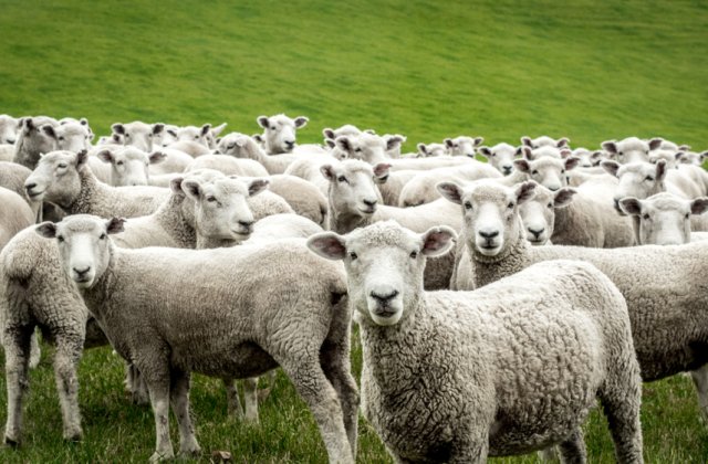 Scăderi în România privind exportul de animale vii! Ultimele date oficiale ale MADR