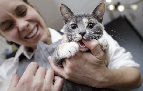 Bolile transmise de pisici costă economia Australiei 6 miliarde de dolari