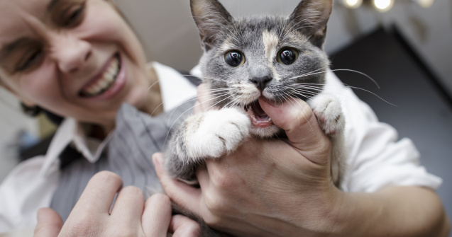 Bolile transmise de pisici costă economia Australiei 6 miliarde de dolari