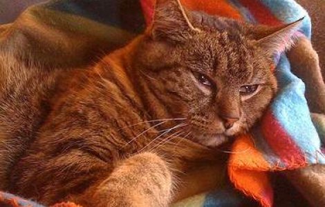 SUA: O pisica s-a imbolnavit de gripa porcina