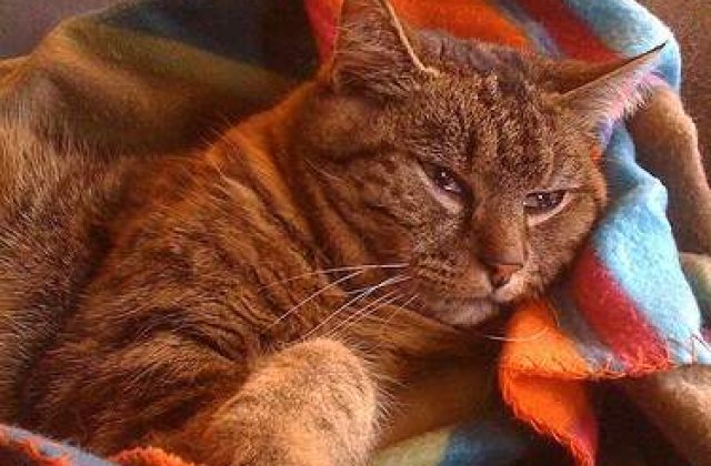 SUA: O pisica s-a imbolnavit de gripa porcina