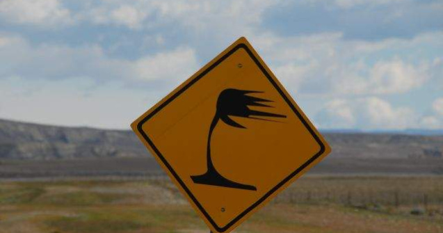 Cod galben de vant in Dobrogea si Muntenia
