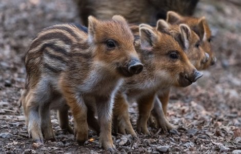 Mistreți uciși de polițiștii Romei! Primarul cere desfășurarea unei anchete