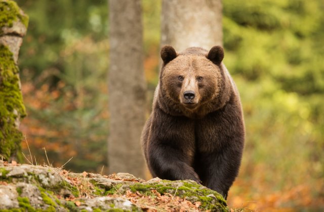Angajatul unei grădini zoologice, ucis de urși sub privirile turiștilor