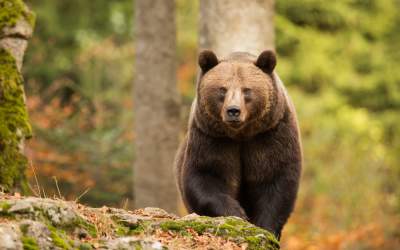 Angajatul unei grădini...