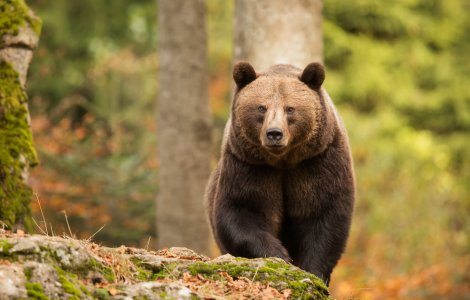 Angajatul unei grădini zoologice, ucis de urși sub privirile turiștilor