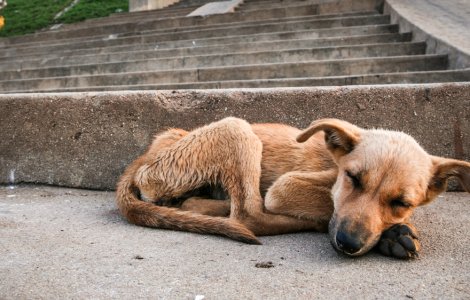 Trei minori din Argeș au fost filmați în timp ce loveau mai mulți câini