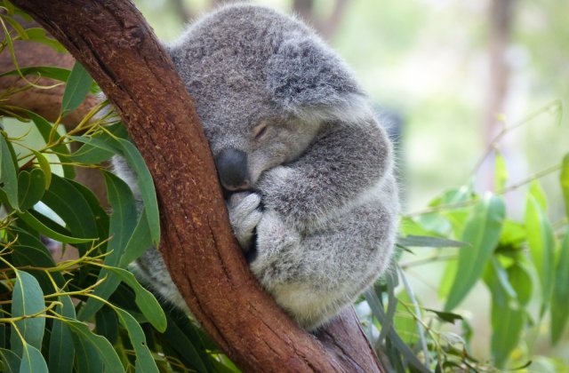 Australia: Mai multe drone au împrăștiat semințe de eucalipt pentru a contribui la refacerea populației de koala