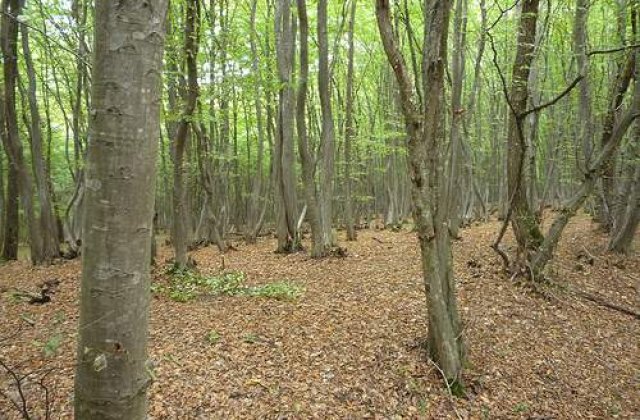 "Cei 11 cavaleri ai apocalipsei forestiere" actioneaza