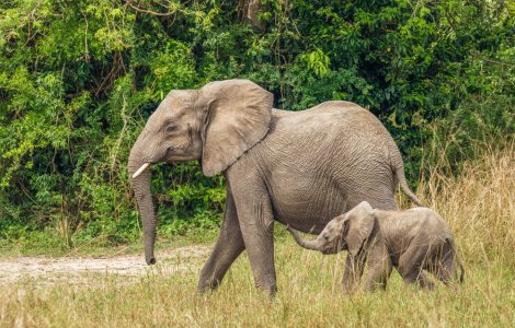  Top  Cât de mult durează sarcina pentru aceste 16 animale