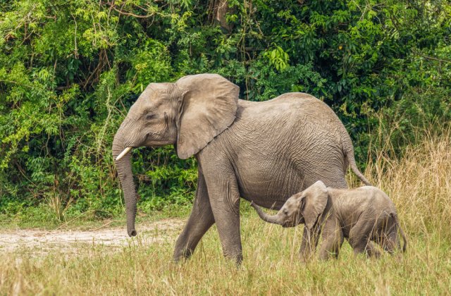 Cât de mult durează sarcina pentru aceste 16 animale
