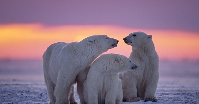 10 urși polari au încercuit un camion pe un drum din Rusia Arctică
