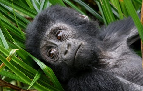 Pui de gorilă salvat de îngrijitorii unei grădini zoologice! Cum l-au ajutat aceștia