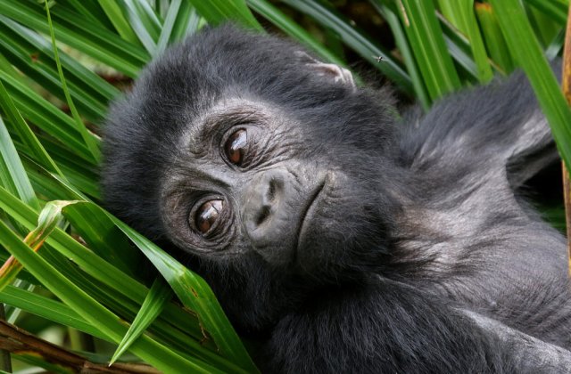 Pui de gorilă salvat de îngrijitorii unei grădini zoologice! Cum l-au ajutat aceștia