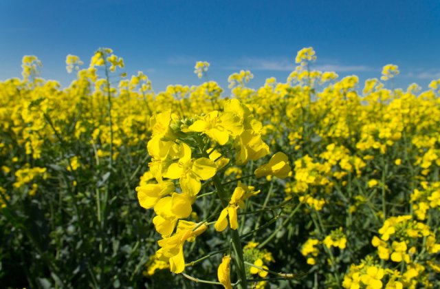 Bolile rapiței în toamnă: cum le combați și cum recunoști simptomele