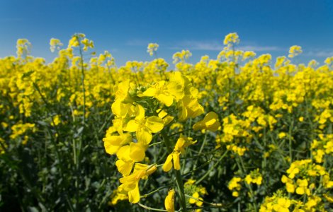 Bolile rapiței în toamnă: cum le combați și cum recunoști simptomele