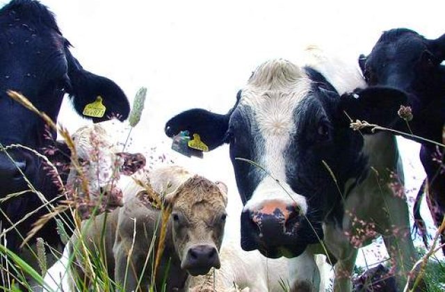 OMS sporeste controalele in ferme