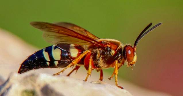 Stup de viespi ucigașe, distrus de biologi cu un aspirator special