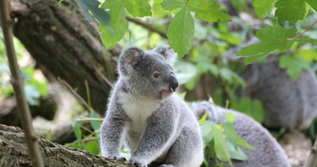 Habitatul urșilor koala, distrus pentru extinderea unei cariere de piatră
