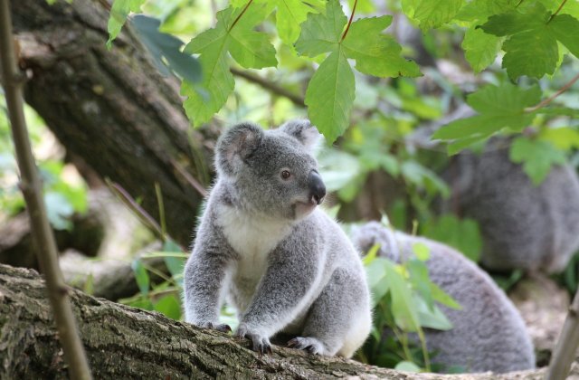 Habitatul urșilor koala, distrus pentru extinderea unei cariere de piatră
