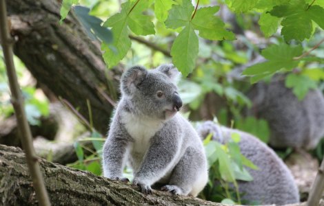 Habitatul urșilor koala, distrus pentru extinderea unei cariere de piatră