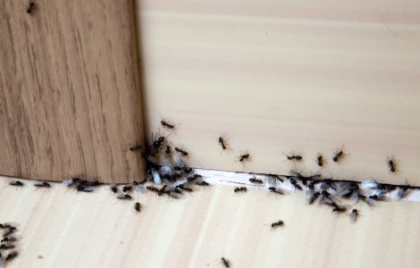  Top  3 metode eficiente pentru a scăpa definitiv de insectele din casa ta