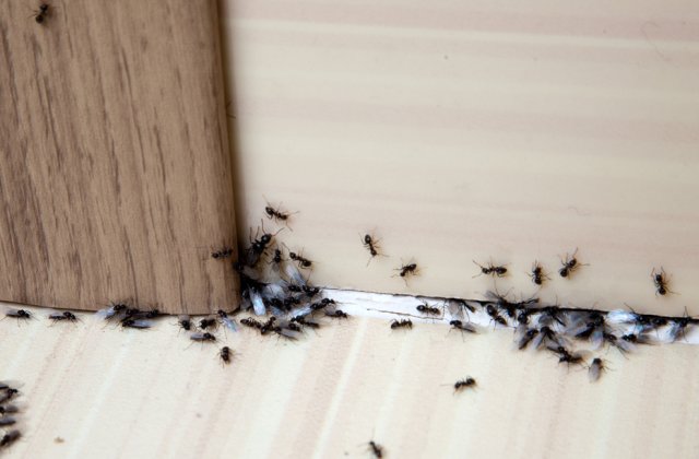 3 metode eficiente pentru a scăpa definitiv de insectele din casa ta