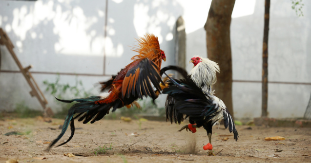 Polițist ucis de un cocoș în timpul unor lupte ilegale